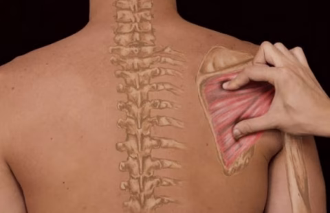 Anatomia Palpatória